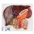 Fígado com vesícula biliar, pâncreas e duodeno, 1008550 [VE315], Modelo de sistema digestivo (Small)