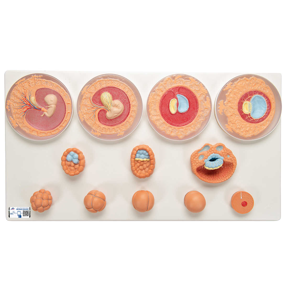 12 Evrede Embriyonik Gelişim - 3B Smart Anatomy - 1001257 - VG391 ...