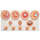 Evolución embrionaria en 12 fases - 3B Smart Anatomy, 1001257 [VG391], Modelos de Embarazo