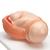 Birthing Process Model with 5 Stages - 3B Smart Anatomy, 1001258 [VG392], Pregnancy Models (Small)
