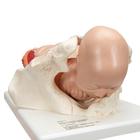 Birthing Process Model with 5 Stages, 1001258 [VG392], Pregnancy Models (Small)