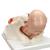 분만 과정 5단계 모형 Birthing Process, 5 stages - 3B Smart Anatomy, 1001258 [VG392], 임신 모형 (Small)