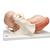 分娩过程模型 - 3B Smart Anatomy, 1001258 [VG392], 妊娠模型 (Small)