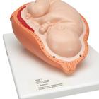 Birthing Process Model with 5 Stages, 1001258 [VG392], Pregnancy Models (Small)