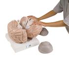 Mega-Gehirnmodell,  2,5-fache Größe, 14-teilig - 3B Smart Anatomy, 1001261 [VH409], Gehirnmodelle
