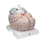 Гигантская модель мозга, 2.5-кратное увеличение, 14 частей, 1001261 [VH409], Модели мозга человека (Small)