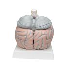 Giant Human Brain Model, 2.5 times Full-Size, 14 part, 1001261 [VH409], Brain Models (Small)