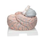 Giant Human Brain Model, 2.5 times Full-Size, 14 part, 1001261 [VH409], Brain Models (Small)