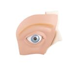 Göz, 5 kat büyütülmüş, 12 parçalı - 3B Smart Anatomy, 1001264 [VJ500A], Göz Modelleri