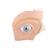Модель глаза, 5-кратное увеличение, 12 частей - 3B Smart Anatomy, 1001264 [VJ500A], Модели глаза человека (Small)