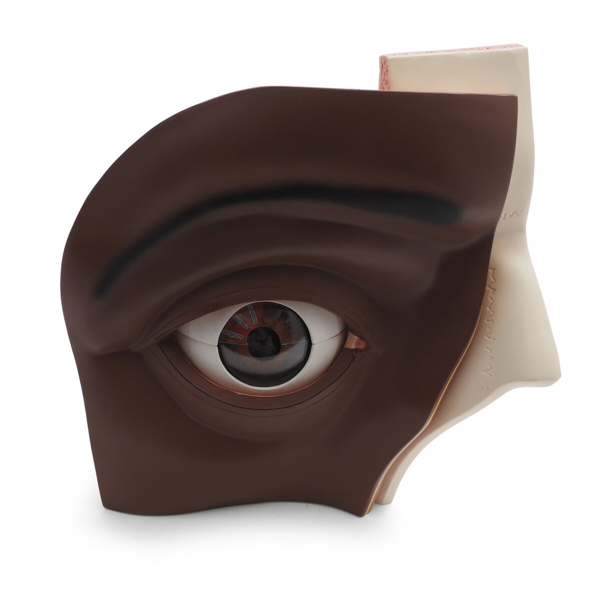 Human Eye Model, 5 Times Full-Size, 12 Part, Dark Skin | 1024391 | 3B Scientific | VJ500AD | Human Eye Models | Eye Models