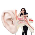 全世界最大的耳模型，实物的15倍，3部分 - 3B Smart Anatomy, 1001266 [VJ510], 耳鼻喉模型