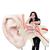 El oído más grande del mundo, 15 veces su tamaño natural, 3 piezas - 3B Smart Anatomy, 1001266 [VJ510], Modelos de Oído, Laringe y Nariz (Small)