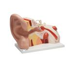 Óriás fül, az eredeti méret 5-szöröse, 3 részes - 3B Smart Anatomy, 1008553 [VJ513], Fül-orr-gégészeti modellek