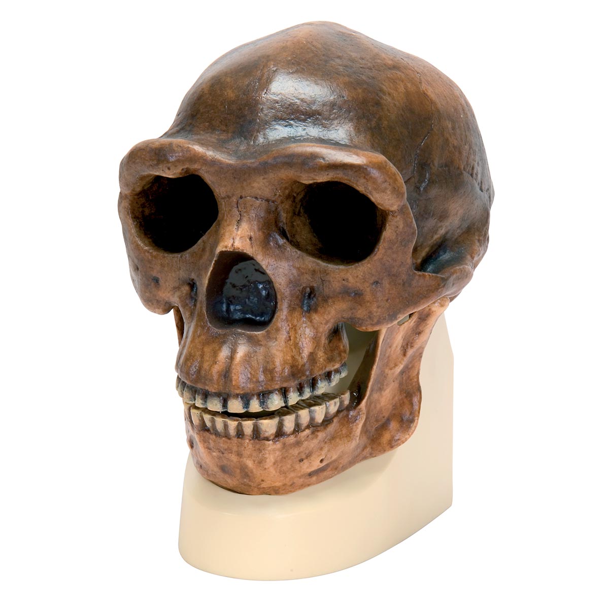 Comparative Anatomy Models Plastic Skull Model Anthropology Skull Model Sinanthropus Skull Model