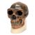 Rêplique de crâne d'Homo erectus pekinensis (Weidenreich, 1940), 1001293 [VP750/1], Modèles de moulage de crânes humains (Small)