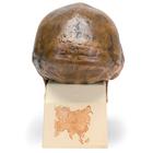 Replica Homo Erectus Pekinensis Skull (Weidenreich, 1940), 1001293 [VP750/1], Human Skull Models (Small)