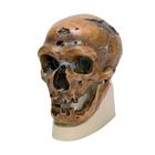 Rêplica del cráneo del Homo neanderthalensis (La Chapelle-aux-Saints 1), 1001294 [VP751/1], Evolución