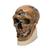 Réplica de crânio homo neanderthalensis (La Chapelle-aux-Saints 1), 1001294 [VP751/1], Evolução (Small)