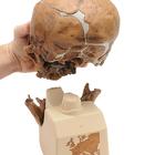 Replica Homo Neanderthalensis Skull (La Chapelle-aux-Saints 1), 1001294 [VP751/1], Human Skull Models (Small)