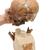 Rêplica del cráneo del Homo neanderthalensis (La Chapelle-aux-Saints 1), 1001294 [VP751/1], Evolución (Small)