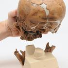 Sch&auml;delreplikat Homo neanderthalensis (La Chapelle-aux-Saints 1), 1001294 [VP751/1], Sch&auml;delmodelle (Small)