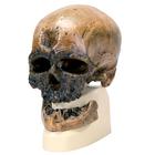 Rêplica del cráneo del Homo sapiens (Crô-Magnon), 1001295 [VP752/1], Evolución