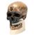 호모 사피엔스 두개골 모형 (크로마뇽인) Replica Homo Sapiens Skull (Crô-Magnon), 1001295 [VP752/1], 인류학 (Small)