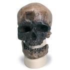 Sch&auml;delreplikat Homo sapiens (Cr&ocirc;-Magnon), 1001295 [VP752/1], Sch&auml;delmodelle (Small)