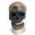 Rêplica de crânio homo sapiens (cro-magnon), 1001295 [VP752/1], Modelo de crânio (Small)