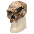 Réplica de crânio homo steinheimensis (Berkhemer, 1936), 1001296 [VP753/1], Evolução