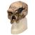 Модель черепа штейнгеймского человека (Homo steinheimensis) (Беркхемер, 1936), 1001296 [VP753/1], Антропологические модели черепа (Small)
