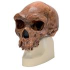 Sch&auml;delreplikat Homo rhodesiensis (Broken Hill Woodward, 1921), 1001297 [VP754/1], Evolution
