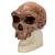 人类学研究颅骨模型 - Broken Hill或 Kabwe, 1001297 [VP754/1], 头颅模型 (Small)