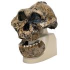 Antropológiai koponya - KNM-ER 406, Omo L. 7a-125 (Australopithecus Boisei), 1001298 [VP755/1], Evolúció