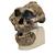 Antropológiai koponya - KNM-ER 406, Omo L. 7a-125 (Australopithecus Boisei), 1001298 [VP755/1], Koponya modellek (Small)