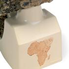 Replica Australopithecus Boisei Skull (KNM-ER 406 + Omo L7A-125), 1001298 [VP755/1], Anthropology (Small)