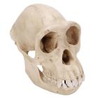 Cranio di uno scimpanzê (Pantroglodytes), femminile, replica, 1001299 [VP760/1], Primati (Primates)