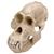 Cráneo de un orangután (Pongopygmaeus), macho, rêplica, 1001300 [VP761/1], Primates (Small)