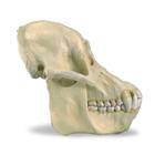 Orangutan Skull (Pongo pygmaeus), Male, Replica, 1001300 [VP761/1], Biological Anthropology (Small)