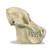 Cranio di un orango (Pongopygmaeus), maschile, replica, 1001300 [VP761/1], Antropologia biologica (Small)