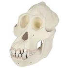 Cráneo de un orangután (Pongo pygmaeus), macho, VP761, Antropología Biológica