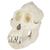 Cráneo de un orangután (Pongo pygmaeus), macho, VP761, Antropología Biológica (Small)