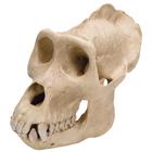 Cranio di gorilla (Gorilla gorilla), maschile, replica, 1001301 [VP762/1], Primati (Primates)