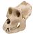 Crâne d'un gorille (Gorilla gorilla), mâle, rêplique, 1001301 [VP762/1], Primates (Small)