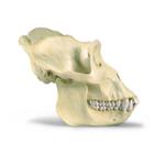 Cr&acirc;ne d'un gorille (Gorilla gorilla), m&acirc;le, r&ecirc;plique, 1001301 [VP762/1], Anthropologie biologique (Small)