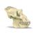 Cranio di gorilla (Gorilla gorilla), maschile, replica, 1001301 [VP762/1], Antropologia biologica (Small)