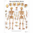 Lehrtafel - Das menschliche Skelett, 1001302 [VR0113L], Skelettsystem