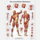 Die menschliche Muskulatur, 1001304 [VR0118L], Músculo
