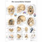Lehrtafel - Der menschliche Schädel, 1001312 [VR0131L], Skelettsystem